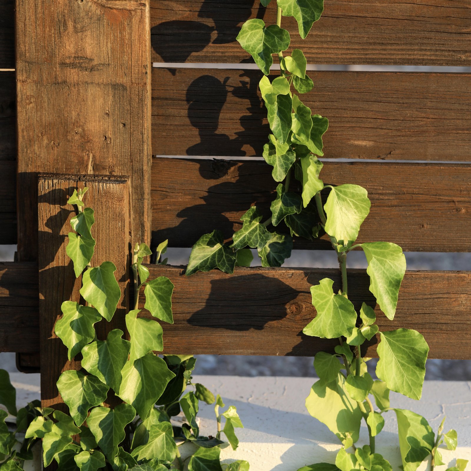 Ivy growing on a wooden fence
